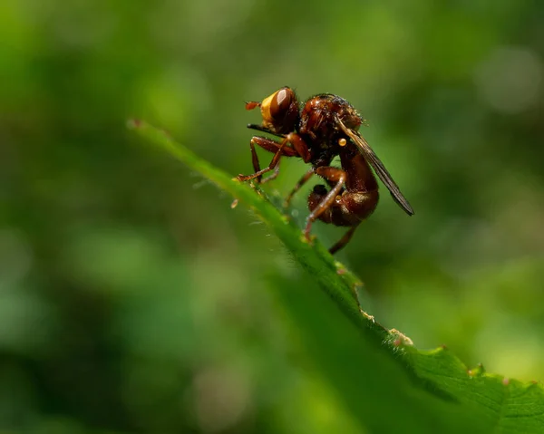 Makro Ujęcie Pszczoły Stojącej Końcu Jasnego Liścia Rozmytym Zielonym Tle — Zdjęcie stockowe