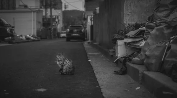 Mokpo Korea South Mar 2016 Gråskala Skott Herrelös Katt Gatan — Stockfoto