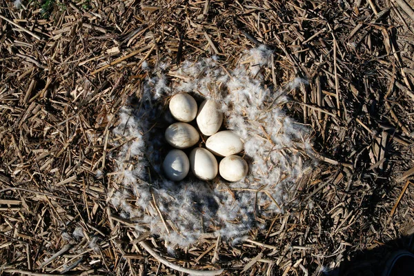 Ein Blick Von Oben Auf Greater Rhea Eggs Nest — Stockfoto