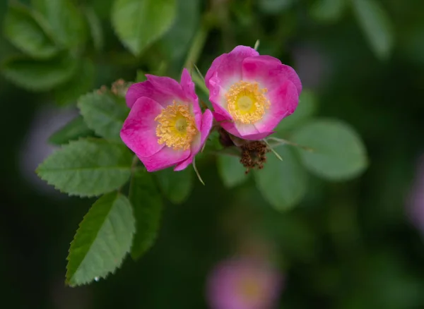 春の日に薄緑色の背景を持つピンク色のヌートカの花の浅い焦点 — ストック写真