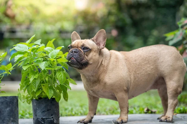 Simpatico Bulldog Domestico Annusare Piante Vaso Cortile — Foto Stock