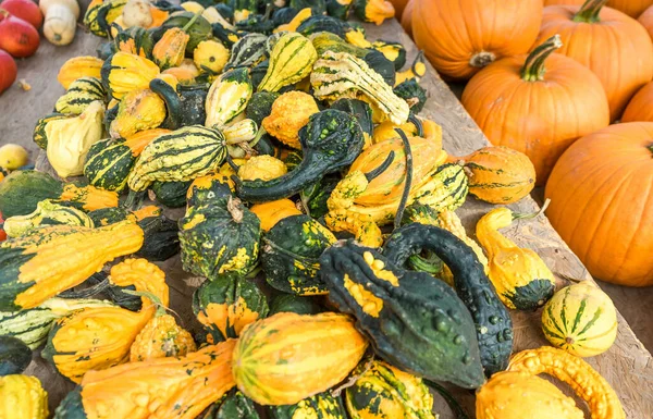 Citrouilles Colorées Fraîchement Récoltées Empilées — Photo