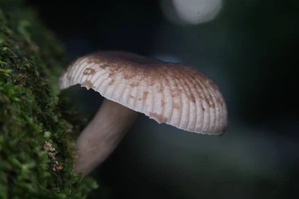 Egy Közeli Kép Egy Gombáról Homályos Háttérrel — Stock Fotó