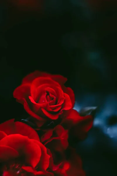Detailní Záběr Krásné Červené Růže Černém Pozadí — Stock fotografie
