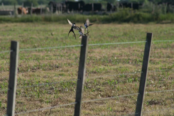 Três Andorinhas Voando Sobre Poste Madeira Campo — Fotografia de Stock