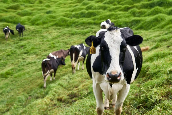 Entrerrios Colômbia Junho 2021 Tiro Perto Uma Vaca Preta Branca — Fotografia de Stock