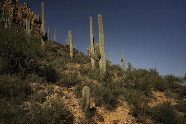 Tucson Ηνωμένες Πολιτείες Οκτ 2019 Ένα Τοπίο Ερήμου Κάκτους Saguaro — Φωτογραφία Αρχείου