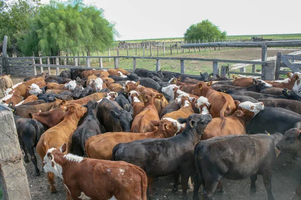 Groupe Nombreux Bovins Dans Bétail — Photo