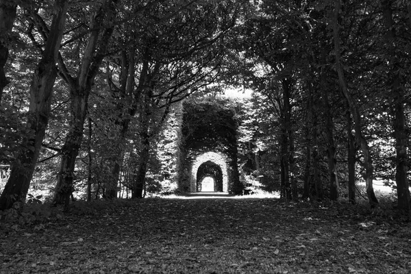 Mystical Passage Avenue Trees Hedges Black White — Stock Photo, Image