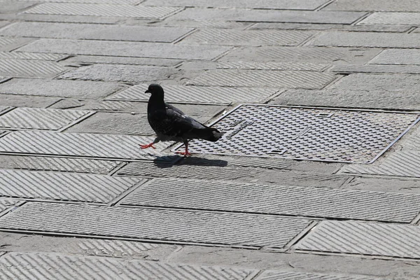 地面に立っている黒い鳩のクローズアップショット — ストック写真