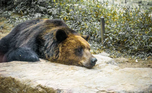 Сеул Корея Мая 2015 Года Огромный Коричневый Медведь Спит Скале — стоковое фото