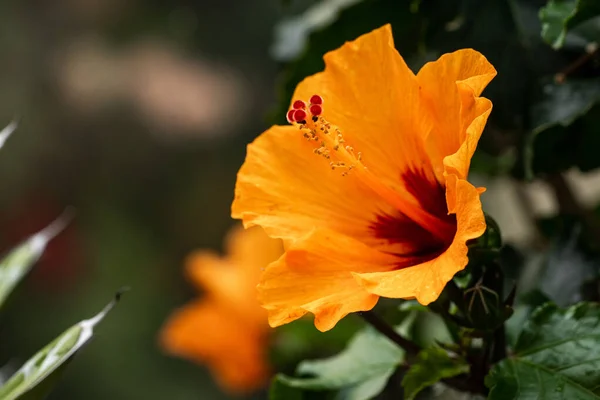 Eine Nahaufnahme Einer Schönen Hawaiianischen Hibiskusblüte — Stockfoto