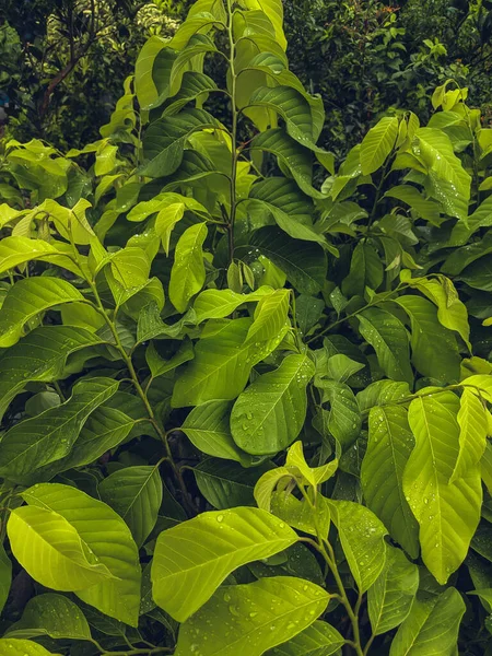 Sebuah Gambar Vertikal Dedaunan Berembun — Stok Foto