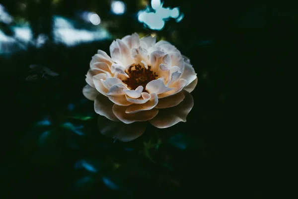 Ένα Απαλό Επίκεντρο Ενός Όμορφου Λευκού Τριαντάφυλλου Που Ανθίζει Έναν — Φωτογραφία Αρχείου