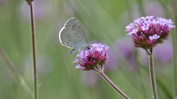 Polyommatus Icarus Verbena Plant — Stock Photo, Image