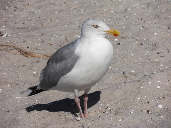 Portrait Une Mouette Sur Sable — Photo