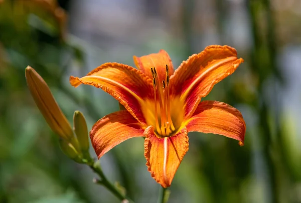 Primer Plano Una Flor Lilium Naranja Sobre Fondo Verde Borroso —  Fotos de Stock