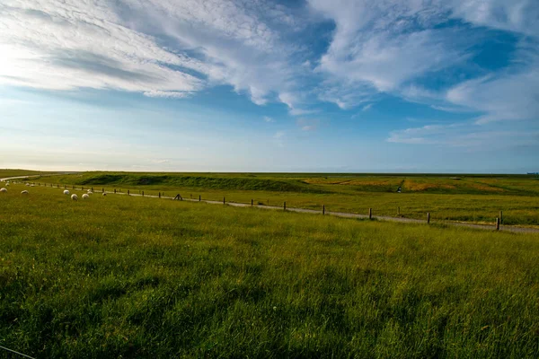 Прекрасне Зелене Поле Вівцями Тлі Блакитного Неба — стокове фото