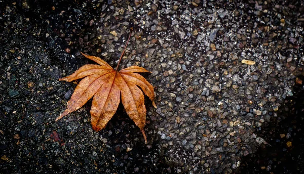 2021年7月1日 在韩国莫克坡市Yudalsan山拍摄的一片秋天落叶的高角镜头 — 图库照片