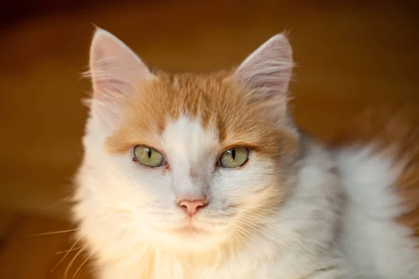 Primer Plano Lindo Gato Esponjoso Con Ojos Verdes Sobre Fondo — Foto de Stock