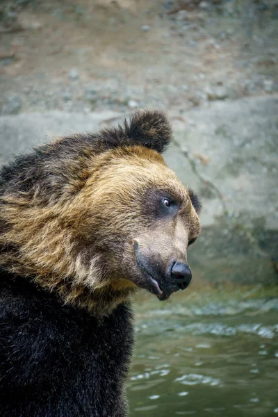 Seoul Corea Sur Mayo 2015 Disparo Vertical Oso Pardo Una — Foto de Stock