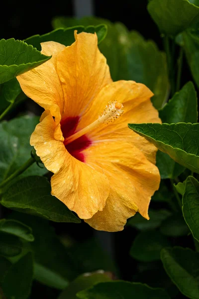 Gros Plan Une Belle Fleur Hibiscus Hawaïen — Photo