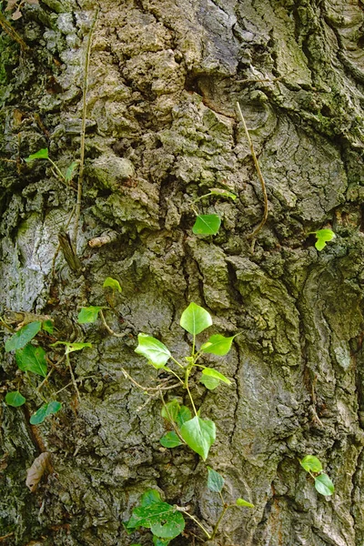 초록색 나무껍질을 클로즈업 — 스톡 사진