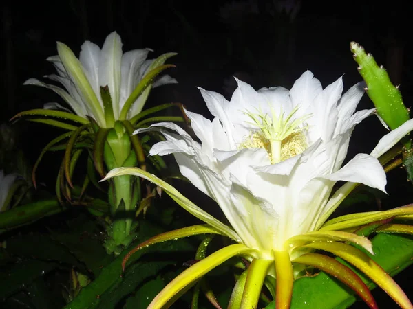 Tiro Foco Seletivo Flores Hylocereus Grandiflorum — Fotografia de Stock