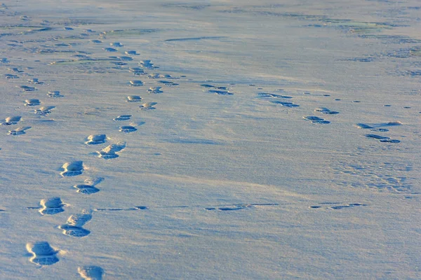 High Angle Shot Footprints Fresh Snow Flat Meadow Sunlight — Zdjęcie stockowe