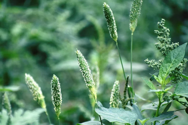 緑のティモシー植物のクローズアップショット — ストック写真