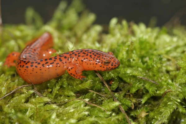 Enfoque Selectivo Una Salamandra Roja Cresta Azul Pseudotriton Ruber Sobre — Foto de Stock