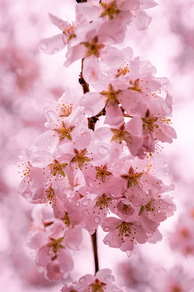 Rózsaszín Virágok Közelsége Virágzó Sakura Fából — Stock Fotó