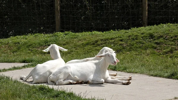 Cabras Blancas Sentadas Una Granja —  Fotos de Stock