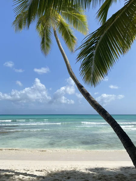 Eine Vertikale Aufnahme Einer Palme Strand Umgeben Vom Meer Unter — Stockfoto