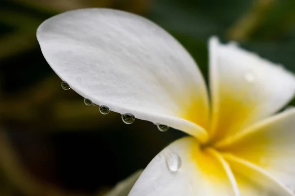 Selective Focus Shot Plumeria Flower Petals Water Drops — 图库照片