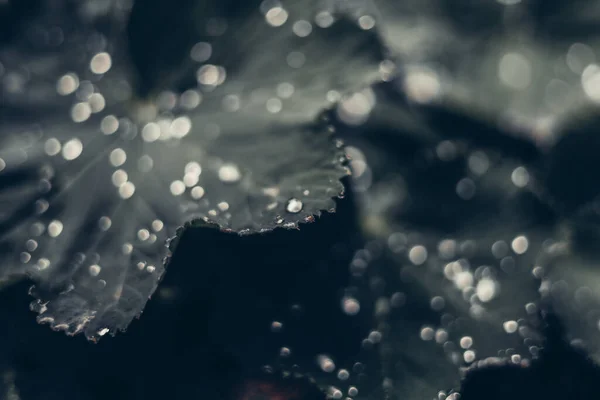 Enfoque Suave Escala Grises Las Gotas Agua Hojas Con Bokeh —  Fotos de Stock