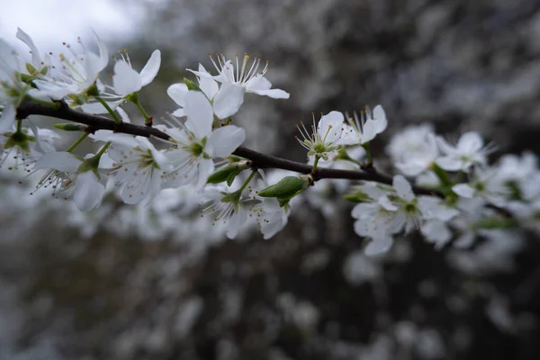 Detailní Záběr Větve Třešňového Květu — Stock fotografie