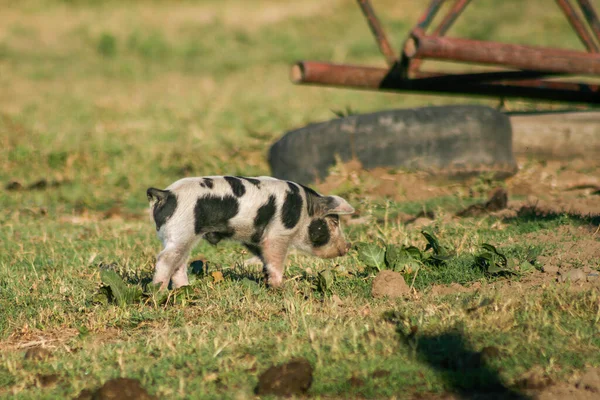 Porquinho Com Manchas Pretas Campo Argentina — Fotografia de Stock