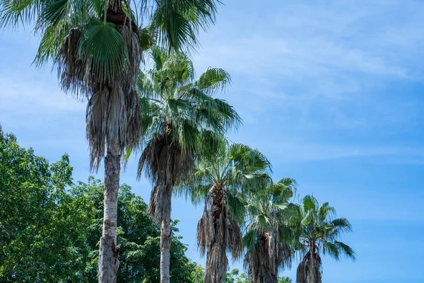 Low Angle Shot Palm Trees Beach — Zdjęcie stockowe