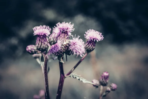 Ein Weicher Fokus Der Violetten Blüten Einer Felddistelpflanze Die Frühling — Stockfoto