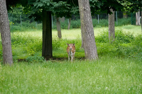 Зйомка Крупним Планом Маленького Оленя Який Дивиться Камеру Далекої Природи — стокове фото