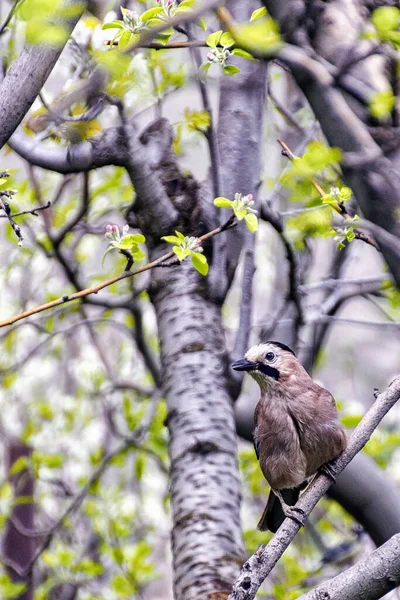 Yeşil Yapraklı Bir Ağaç Dalına Tünemiş Avrasyalı Bir Kuşun Dikey — Stok fotoğraf