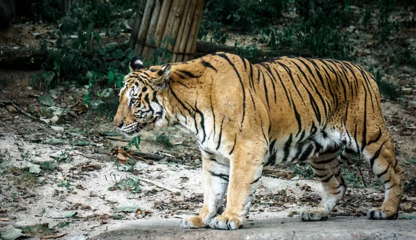 Seoul Korea South Μαΐου 2015 Μια Υπέροχη Τίγρη Που Αιχμαλωτίστηκε — Φωτογραφία Αρχείου