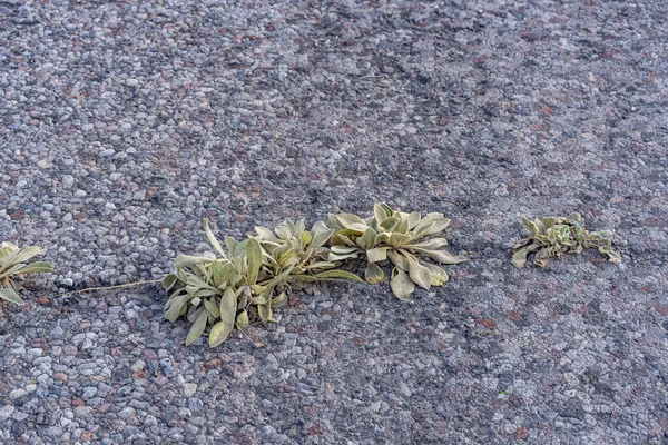 古いアスファルト道路上で成長する小さな植物 — ストック写真