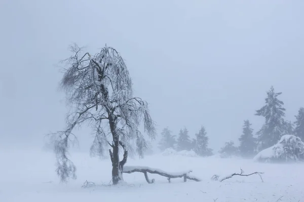 Branches Tree Covered Snow Ice Move Storm Large Branch Canceled — Stock Photo, Image