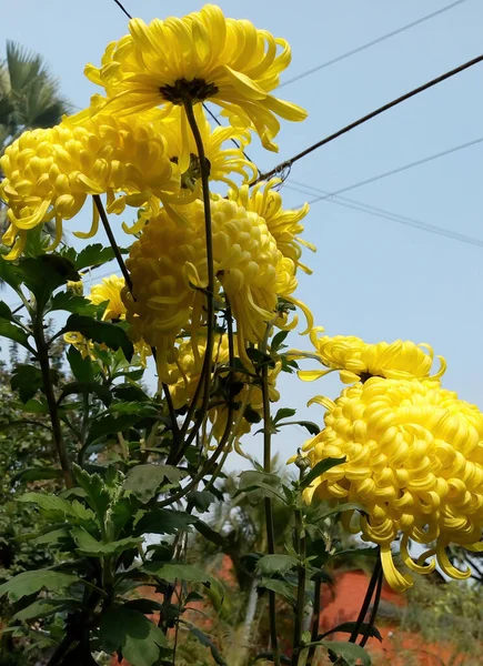 Bahçedeki Muhteşem Sarı Çiçeklerin Dikey Alçak Açılı Görüntüsü — Stok fotoğraf