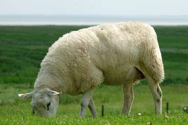 Closeup Sheep Dike North Sea — 图库照片