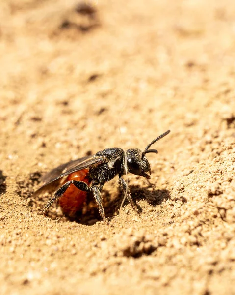 Una Macro Toma Vertical Una Abeja Sangre Sphecodes Ephippius Suelo — Foto de Stock