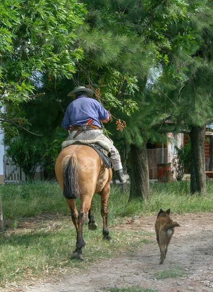Всадник Скачет Лошади Тропинке Собакой Идущей Рядом Ними — стоковое фото