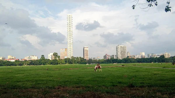 Kol Índia Julho 2021 Close Parque Infantil Verde Kolkata Maidan — Fotografia de Stock